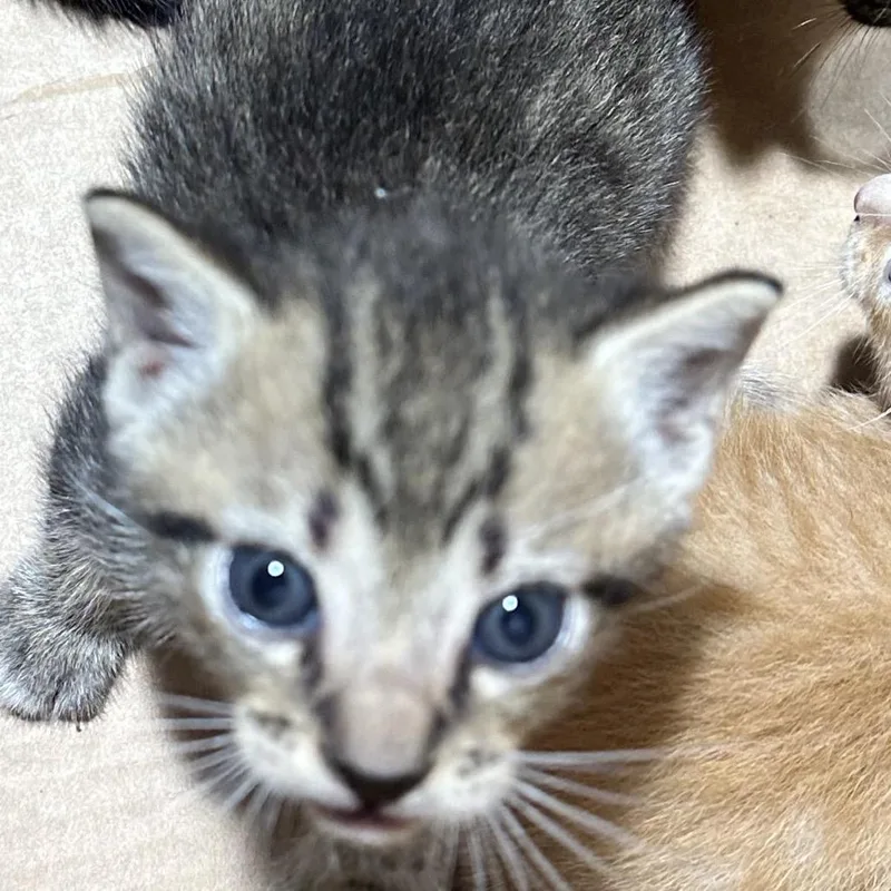 A baby small-sized male Gray / Blue / Silver Domestic Short Hair cat named Cianna for adoption in Tampa, FL