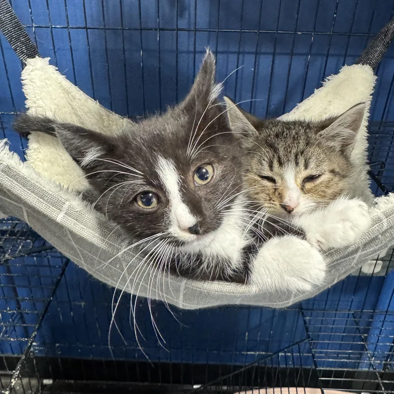 A baby medium-sized male Domestic Short Hair cat named Mercedes & Martin for adoption in Mendham, NJ