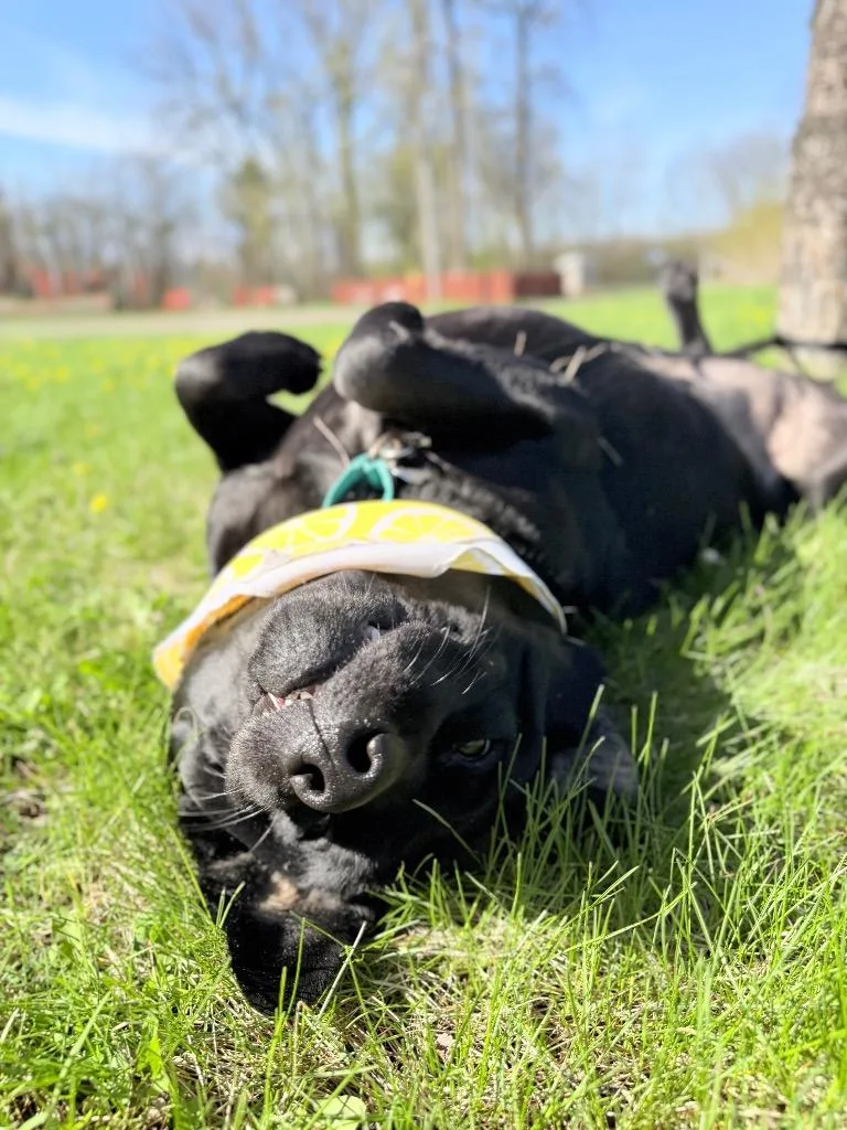An adult large-sized female Mixed Breed dog named Artyom for adoption in Menomonie, WI