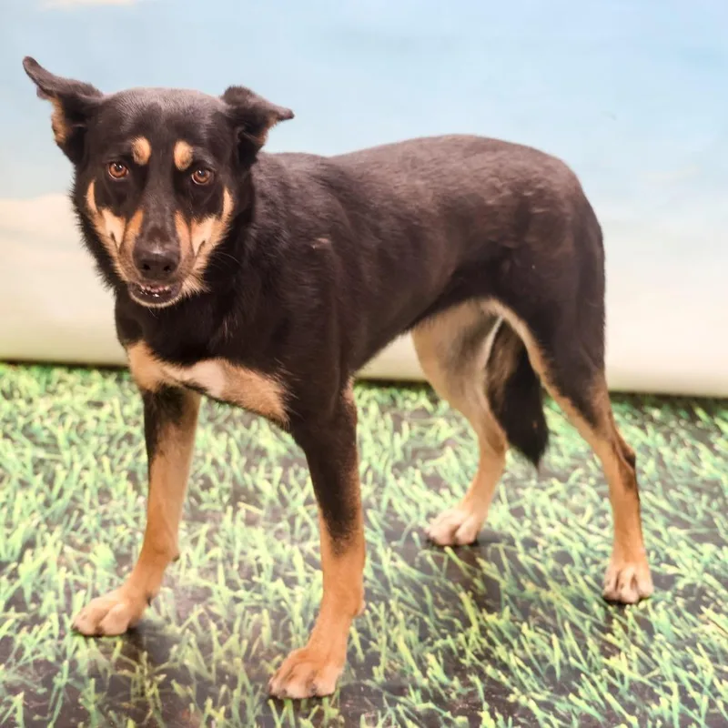 An adult large-sized female Black Mixed Breed dog named Dolly for adoption in Casa Grande, AZ