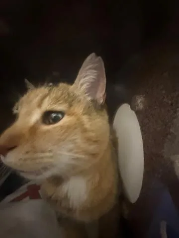 An adult large-sized female Domestic Medium Hair cat named A for adoption in San Martin, CA