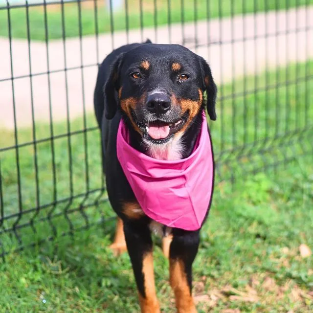 A young large-sized female Rottweiler dog named Poppy for adoption in San Antonio, TX