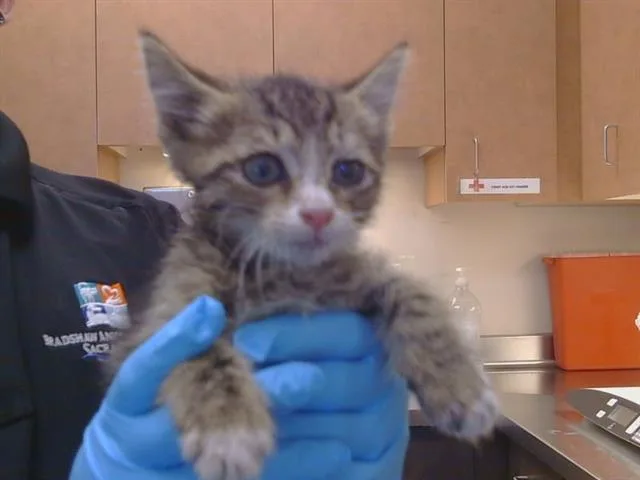 A baby small-sized male Domestic Short Hair cat named Doug for adoption in Sacramento, CA