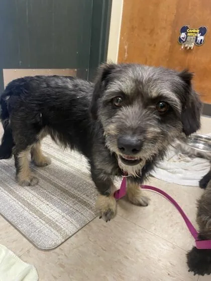 An adult medium-sized male Terrier dog named Sprout for adoption in Burlington, WA