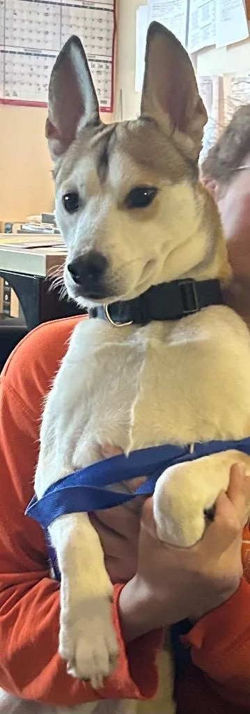 Alfonzo