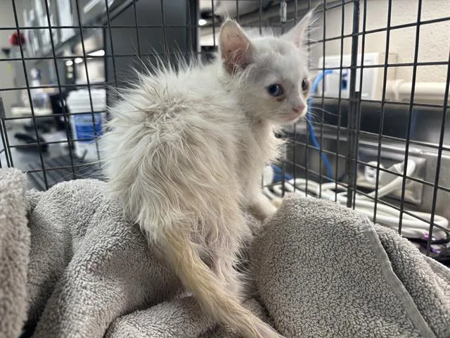 A baby small-sized male Domestic Short Hair cat named Spillway for adoption in Grand Prairie, TX