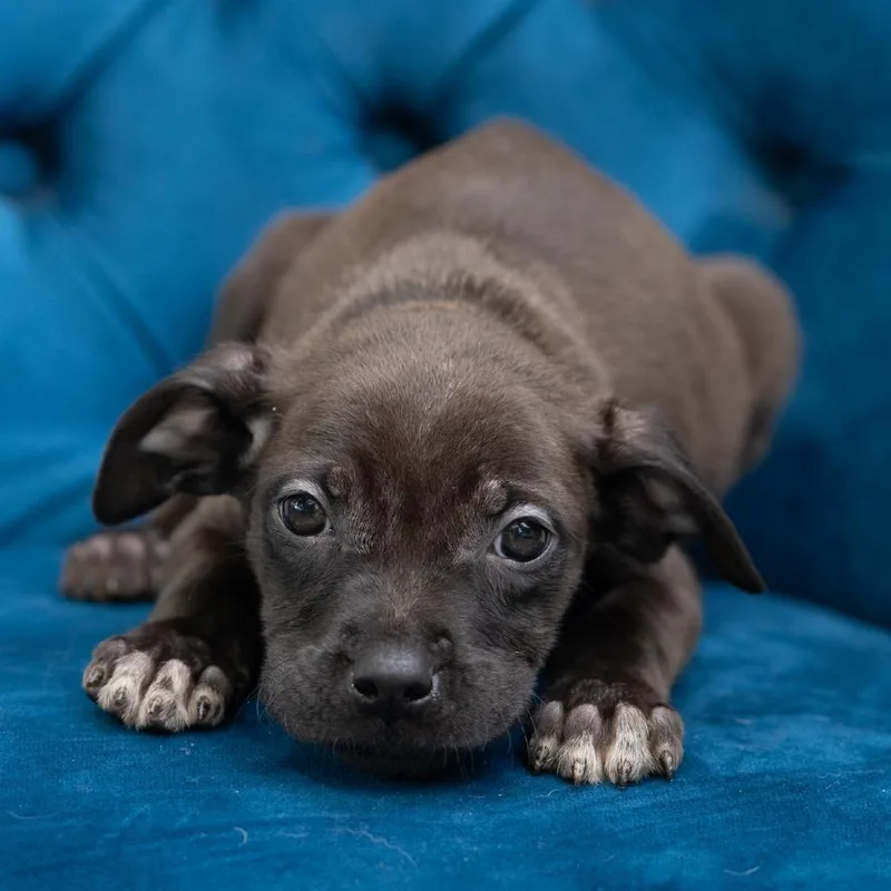 A baby medium-sized female Pit Bull Terrier dog named Patty for adoption in Zionsville, IN