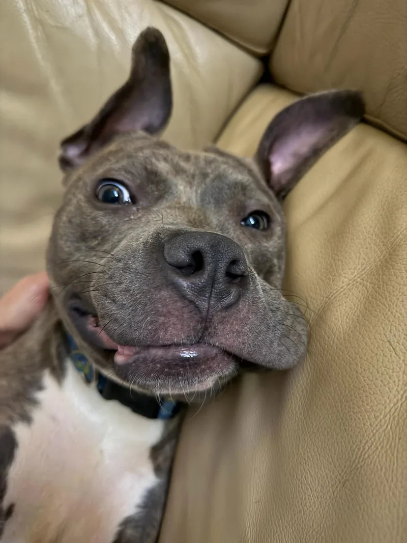 An adult large-sized female Brindle Mixed Breed dog named Brownie for adoption in Vassalboro, ME