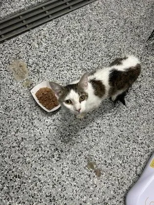 An adult small-sized female Domestic Short Hair cat named Twinkle for adoption in West Chester, PA
