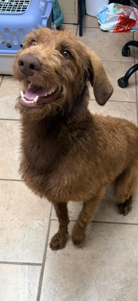 A young medium-sized female German Wirehaired Pointer dog named Karissa for adoption in Batesville, AR