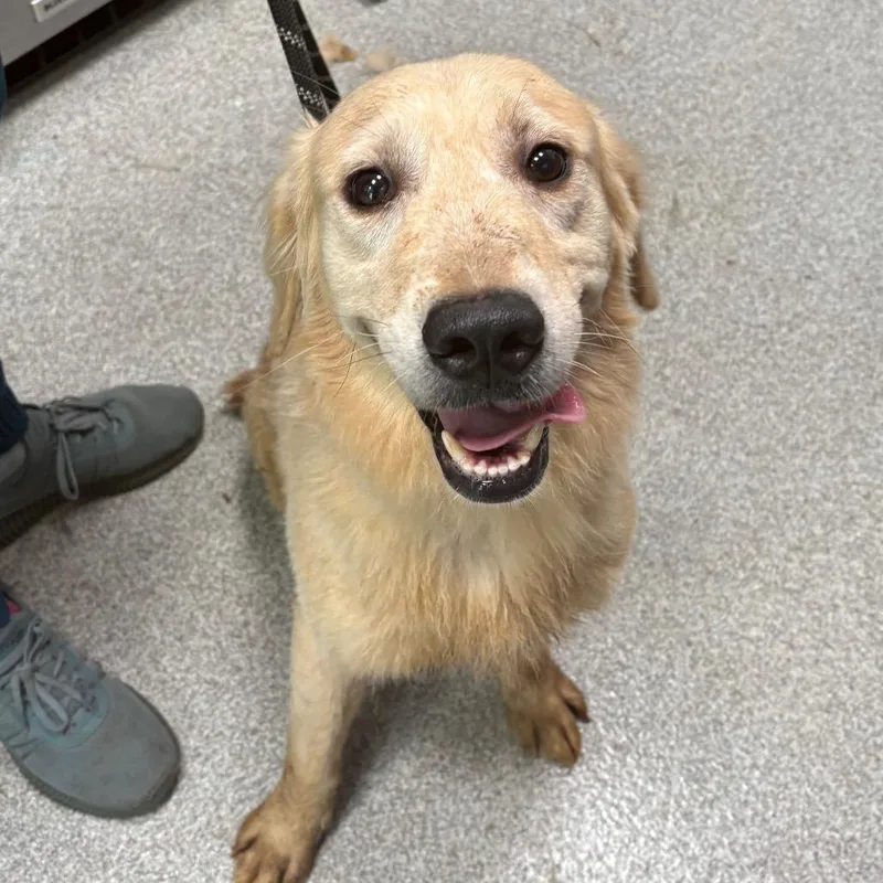 An adult medium-sized male Golden Retriever dog named Apollo for adoption in Englewood, FL