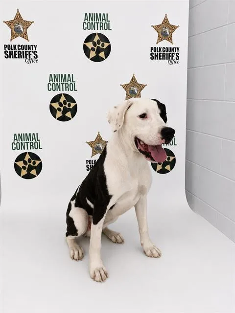 A young large-sized male American Bulldog dog named Giles for adoption in Winter Haven, FL