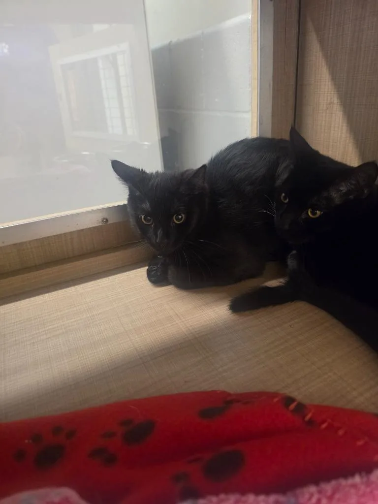 A baby medium-sized male Domestic Short Hair cat named Mochi for adoption in Bossier City, LA