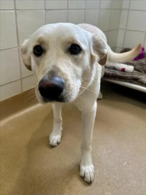 A young medium-sized female Labrador Retriever dog named Sue for adoption in Derwood, MD