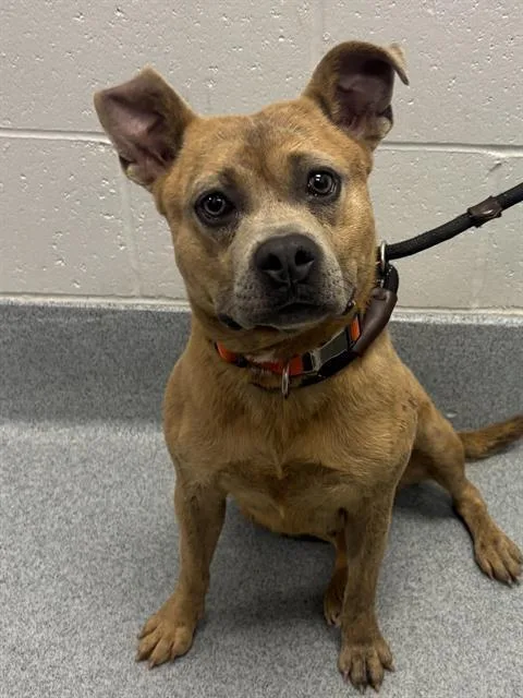 An adult small-sized female Pit Bull Terrier dog named Nami for adoption in Indianapolis, IN