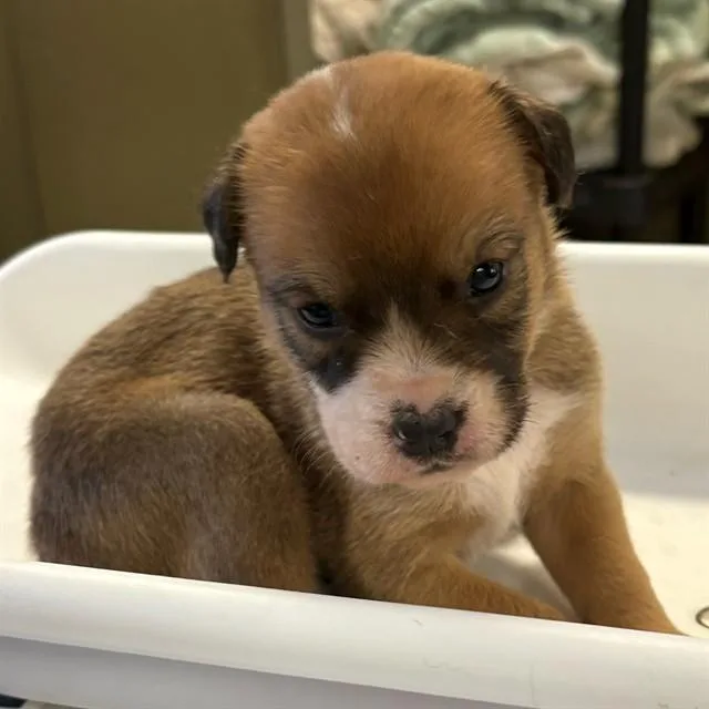 A baby small-sized female German Shepherd Dog dog named Aphrodite for adoption in Riverside, CA
