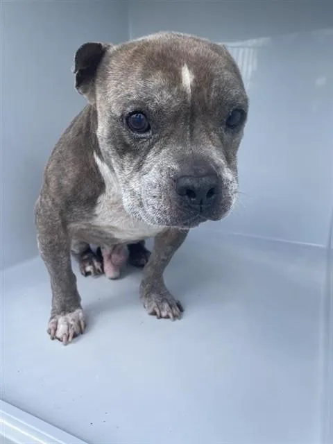 An adult medium-sized male Pit Bull Terrier dog named A for adoption in Houston, TX