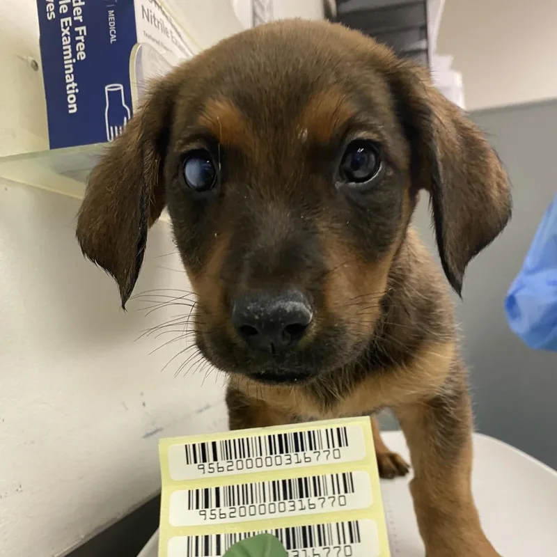 A baby small-sized male Brown / Chocolate Mixed Breed dog named Frank Gallagher for adoption in Charleston, WV