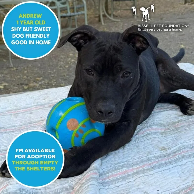 A young medium-sized male Black Terrier dog named Andrew for adoption in Mooresville, NC