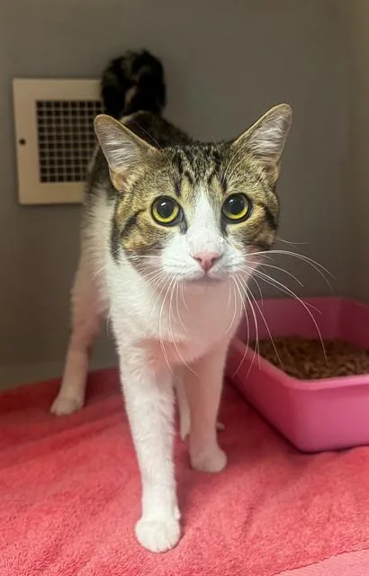 A young medium-sized male Domestic Short Hair cat named Silas for adoption in Statesville, NC