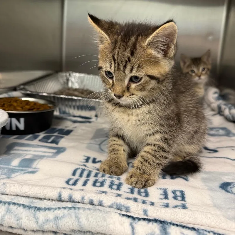 A baby small-sized male Brown / Chocolate Domestic Short Hair cat named Oliver for adoption in Parkersburg, WV