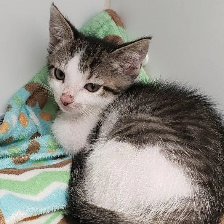 A baby small-sized female White Domestic Short Hair cat named Posey for adoption in Oakland, CA