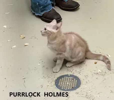A baby medium-sized female Cream / Ivory Domestic Short Hair cat named Purrlock Holmes for adoption in Washington, GA