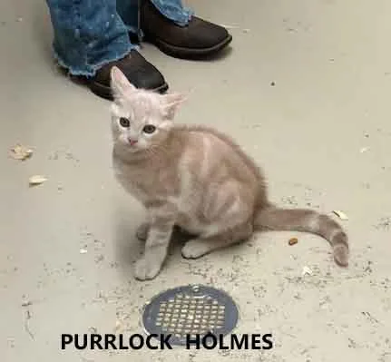 Purrlock Holmes thumbnail 2
