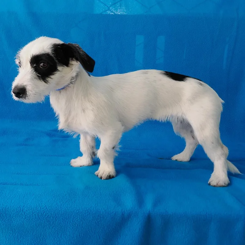 A young small-sized female White / Cream Dachshund dog named Basil for adoption in Point Richmond, CA