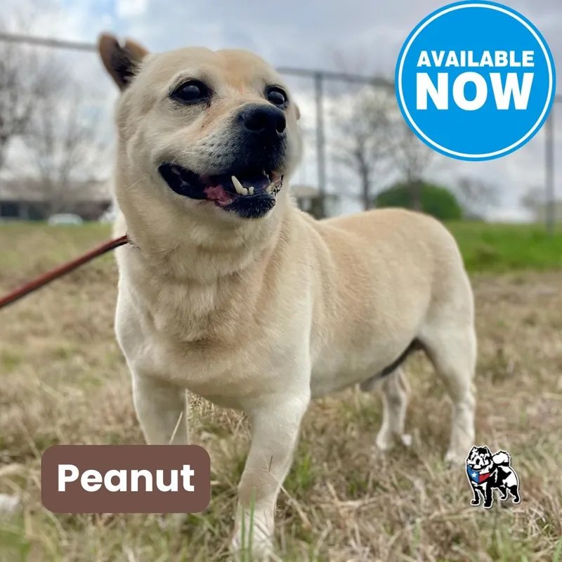 A senior medium-sized male Chow Chow dog named Peanut Aka Busby for adoption in Houston, TX