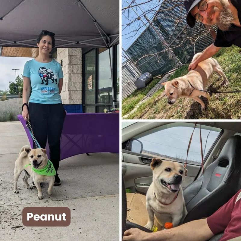 Peanut Aka Busby thumbnail 3