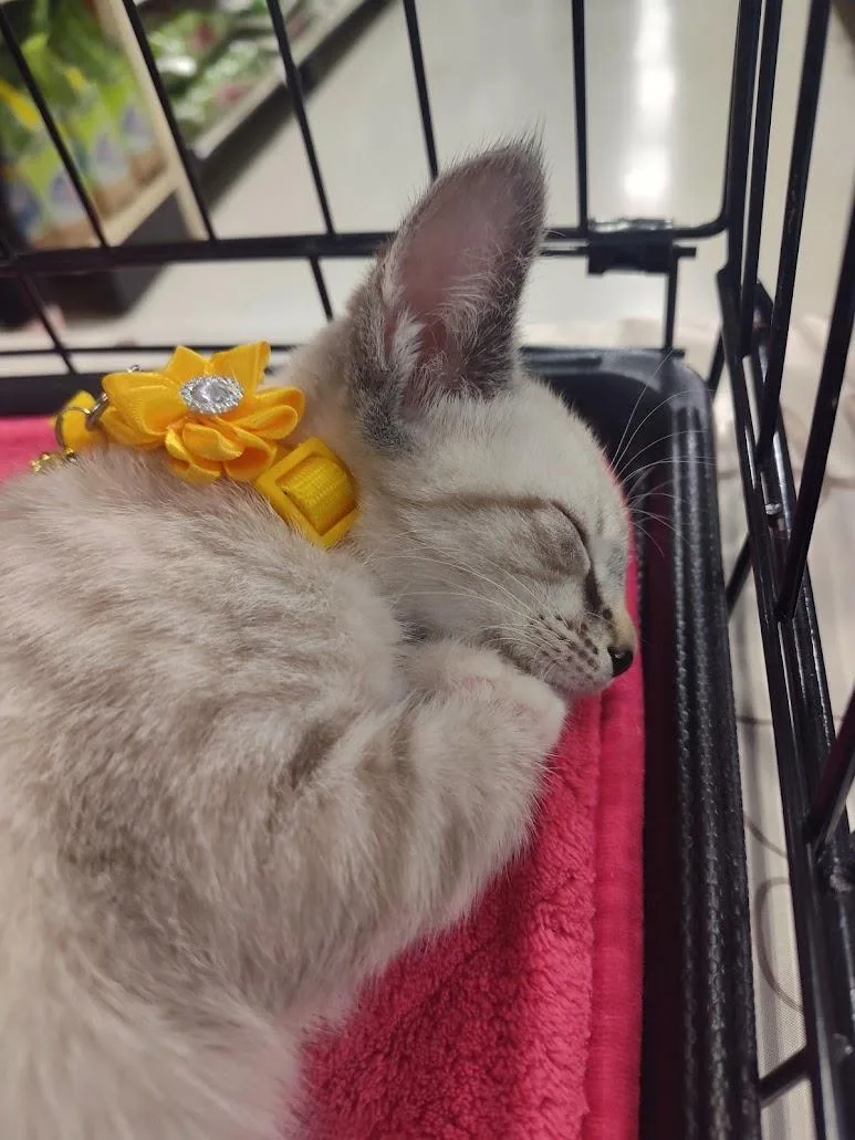 A baby medium-sized female Blue Cream Siamese cat named Tawney & Turbo  for adoption in Spring Branch, TX