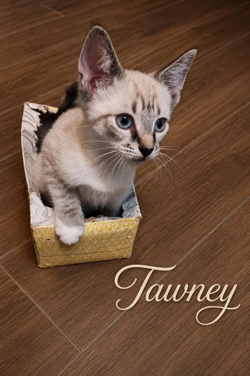 Tawney & Turbo  thumbnail 2