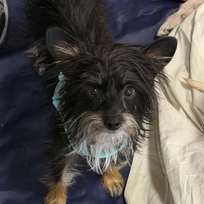 A young small-sized female Black Terrier dog named Lala Lou for adoption in Las Vegas, NV