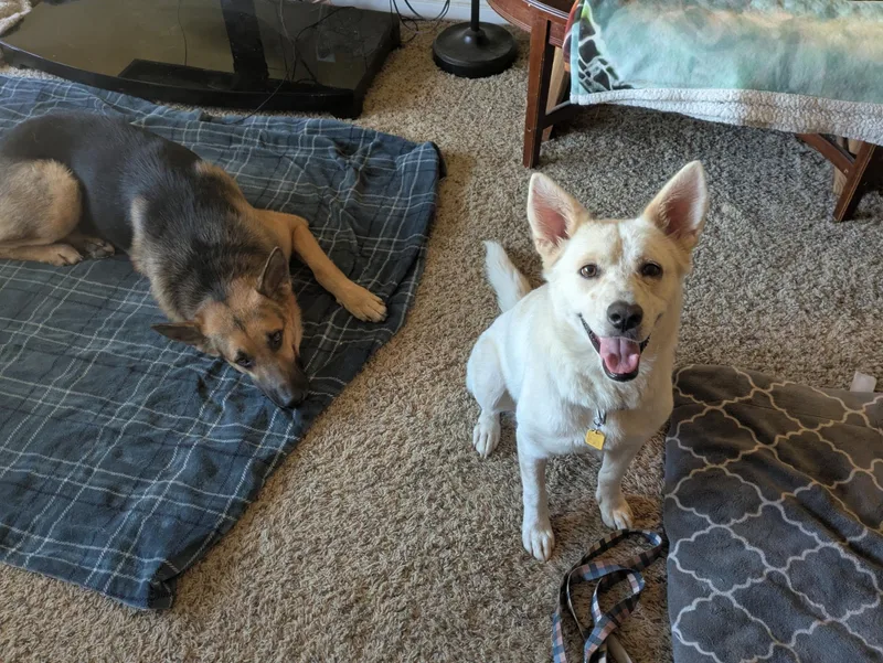 An adult medium-sized female White / Cream Husky dog named Princess for adoption in La Center, WA