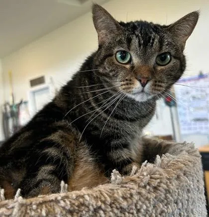 An adult medium-sized female Domestic Short Hair cat named Cece for adoption in Shawano, WI