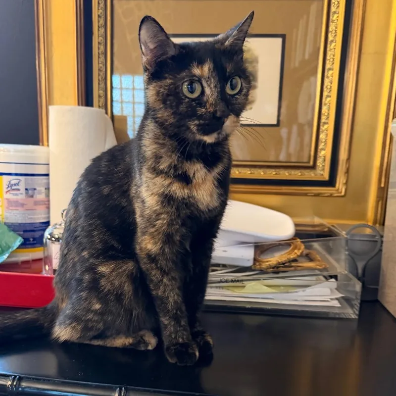 A young small-sized female Black Domestic Short Hair cat named Childlike Empress for adoption in Juno Beach, FL