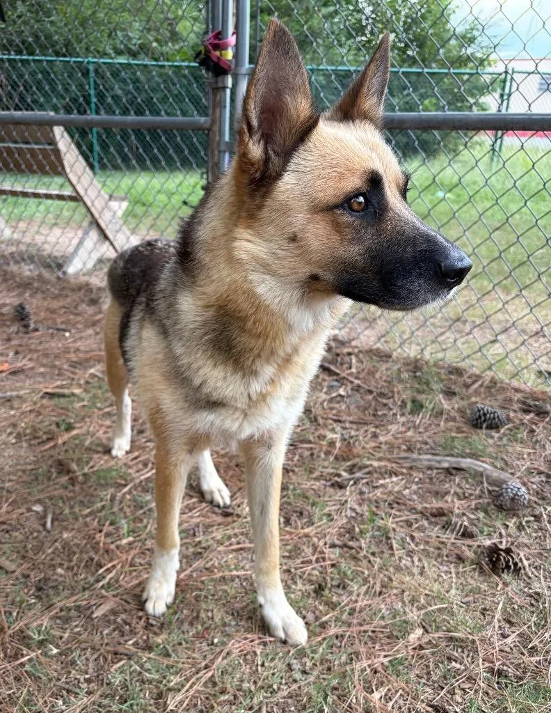 A young medium-sized female Shepherd dog named Greta for adoption in Little Rock, AR