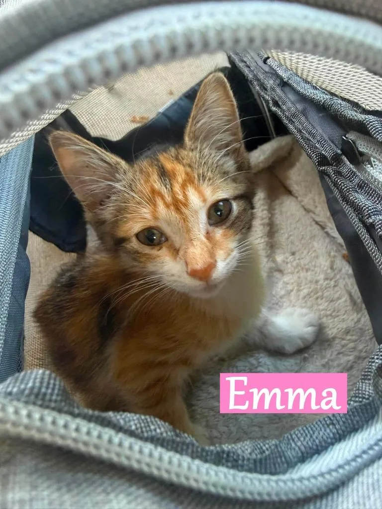 A baby medium-sized female Domestic Short Hair cat named Emma for adoption in Hoover , AL