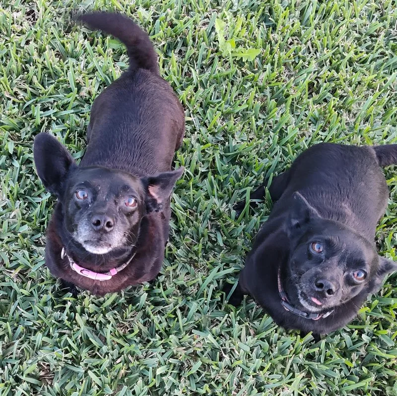 An adult small-sized female Black Chihuahua dog named Laverne And Shirley Bonded for adoption in Homestead, FL