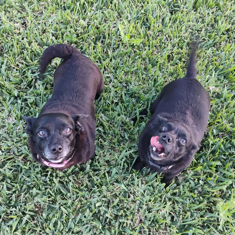 Laverne And Shirley Bonded thumbnail 4