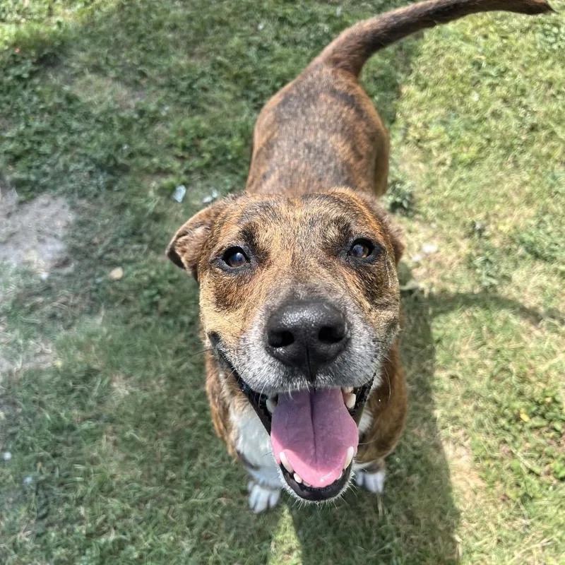 An adult large-sized male Brindle Retriever dog named Toochee for adoption in Corpus Christi, TX