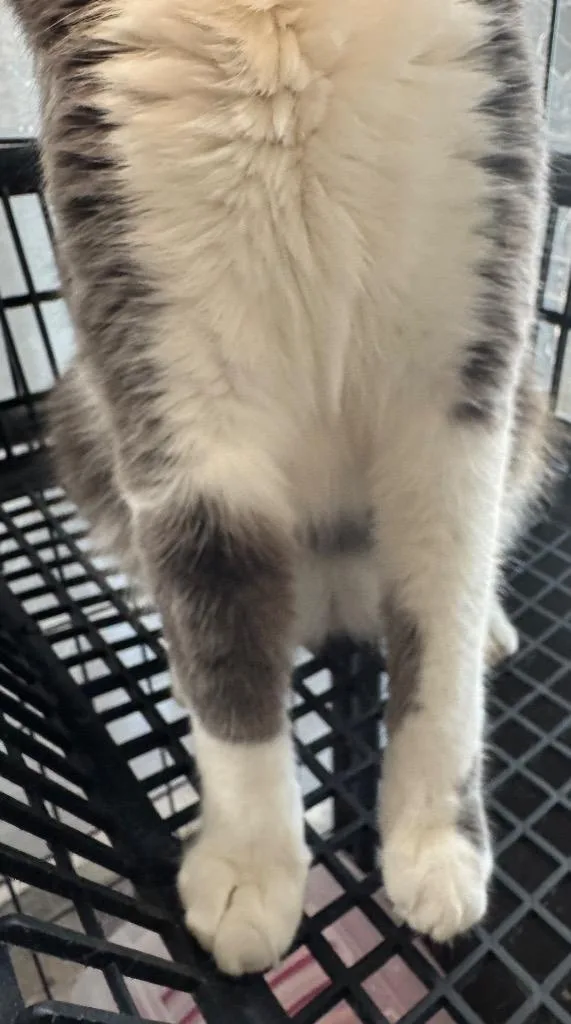 Pavlova “lovey” thumbnail 2