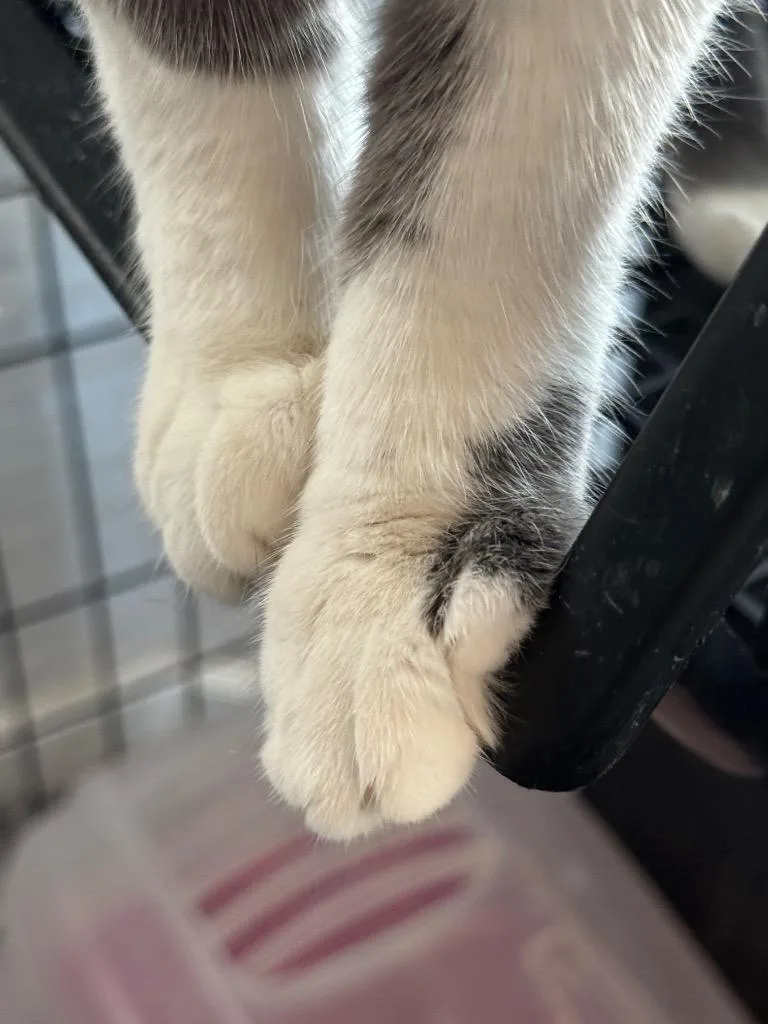 Pavlova “lovey” thumbnail 3