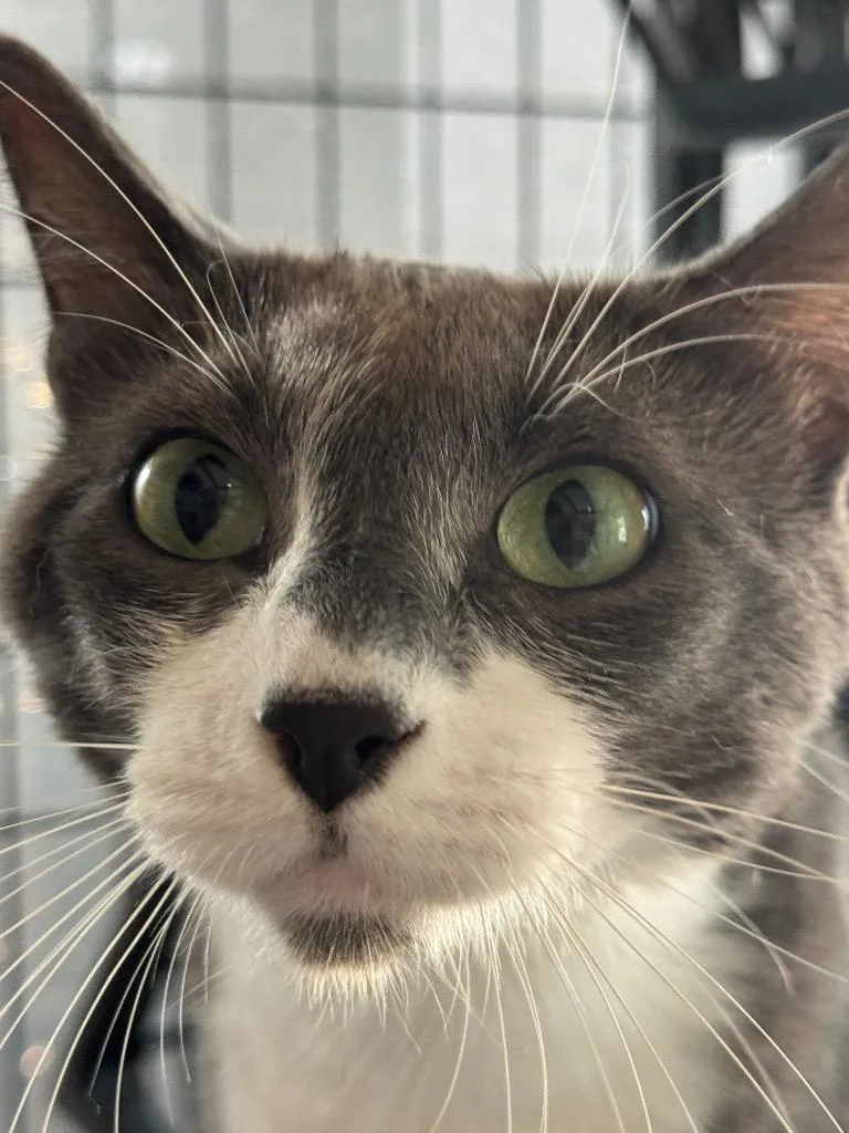 Pavlova “lovey” thumbnail 4