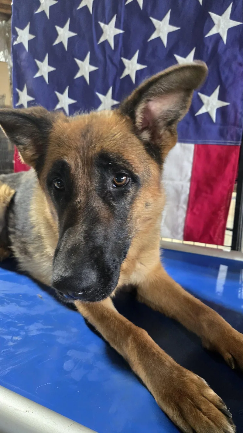 A young medium-sized female German Shepherd Dog dog named Sophie for adoption in Centreville, VA