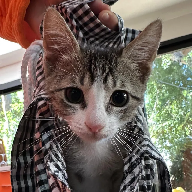 A baby small-sized male Brown / Chocolate Domestic Short Hair cat named Sunfyre for adoption in Redwood City, CA