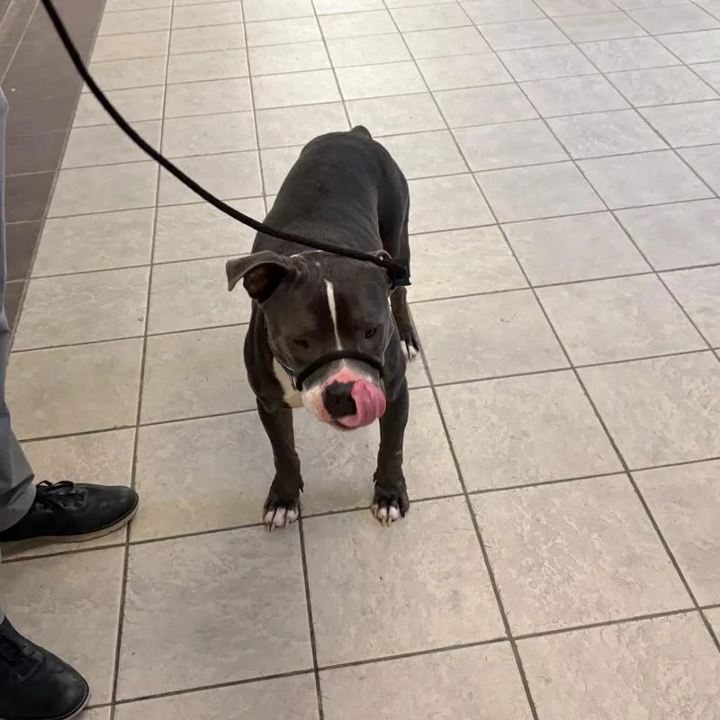 An adult medium-sized male Black Mixed Breed dog named StrayBroadway"Cinco" for adoption in Columbus, GA