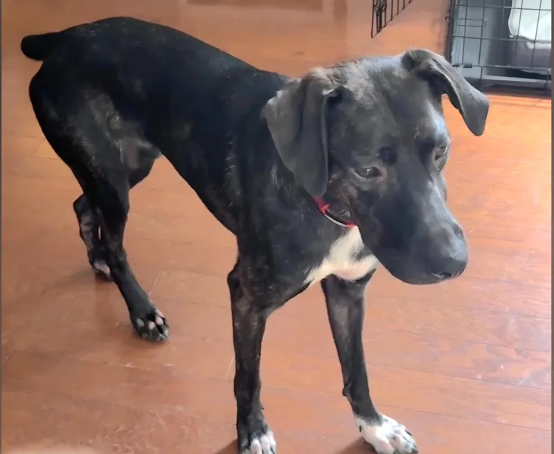 A young medium-sized male Brindle Tennessee Treeing Brindle dog named Winston for adoption in Franklin, NC