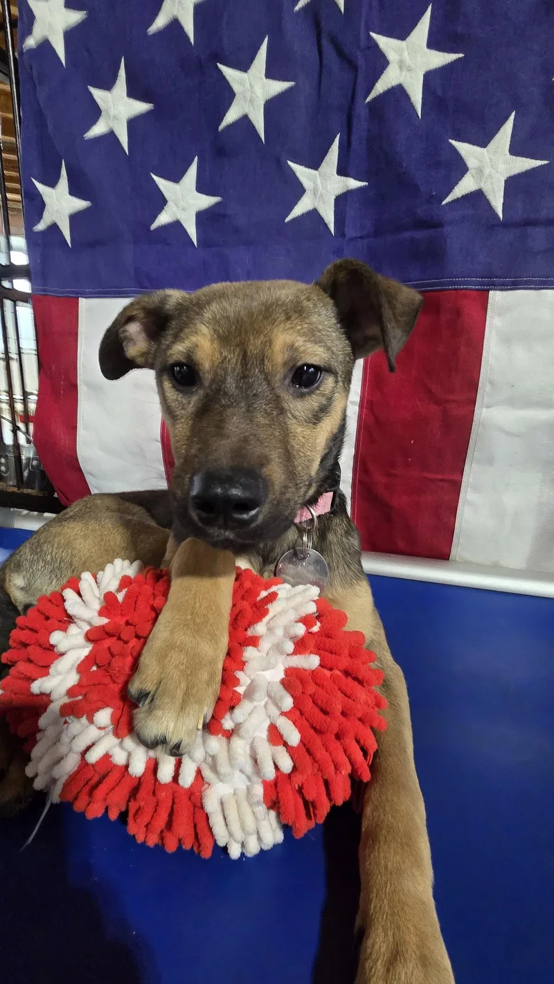 A young medium-sized female German Shepherd Dog dog named Beatrice for adoption in Centreville, VA